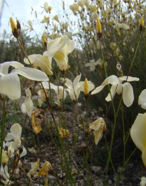 Fotografia 9 da espécie Linum suffruticosum no Jardim Botânico UTAD