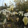 Fotografia 9 da espécie Linum suffruticosum do Jardim Botânico UTAD