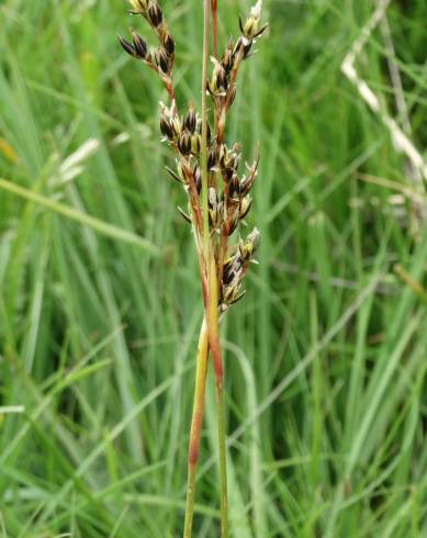 Fotografia de capa Juncus squarrosus - do Jardim Botânico