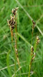 Fotografia da espécie Juncus squarrosus