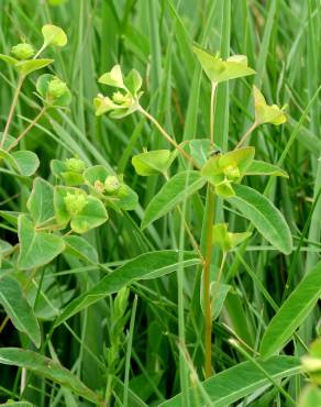 Fotografia 5 da espécie Euphorbia hyberna subesp. hyberna no Jardim Botânico UTAD