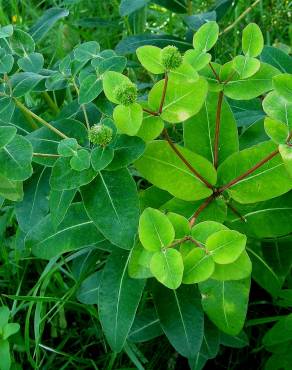 Fotografia 6 da espécie Euphorbia hyberna subesp. hyberna no Jardim Botânico UTAD