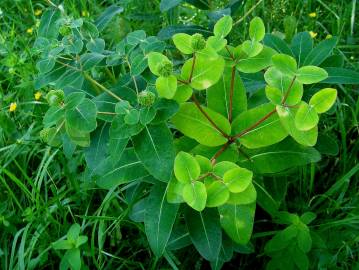 Fotografia da espécie Euphorbia hyberna subesp. hyberna