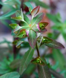 Fotografia da espécie Euphorbia dulcis