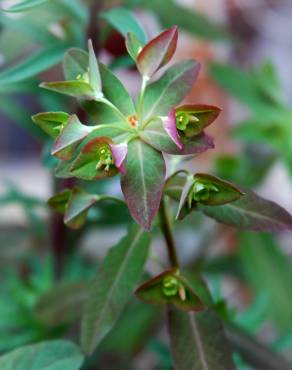 Fotografia 2 da espécie Euphorbia dulcis no Jardim Botânico UTAD