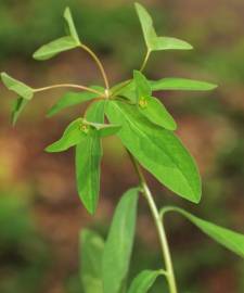 Fotografia da espécie Euphorbia dulcis