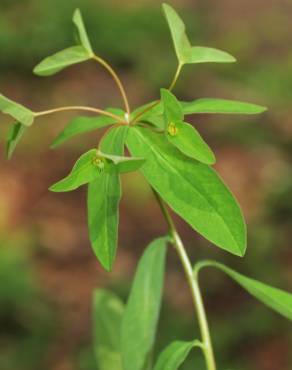 Fotografia 1 da espécie Euphorbia dulcis no Jardim Botânico UTAD