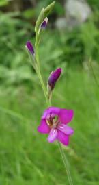 Fotografia da espécie Gladiolus communis