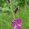 Fotografia 5 da espécie Gladiolus communis do Jardim Botânico UTAD