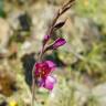 Fotografia 6 da espécie Gladiolus communis do Jardim Botânico UTAD