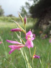 Fotografia da espécie Gladiolus italicus