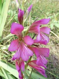 Fotografia da espécie Gladiolus italicus