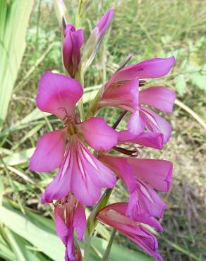 Fotografia 3 da espécie Gladiolus italicus no Jardim Botânico UTAD