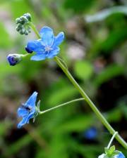 Fotografia da espécie Omphalodes nitida