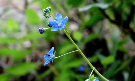 Fotografia da espécie Omphalodes nitida