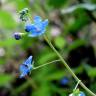 Fotografia 1 da espécie Omphalodes nitida do Jardim Botânico UTAD