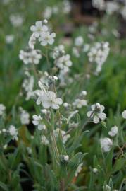 Fotografia da espécie Omphalodes linifolia