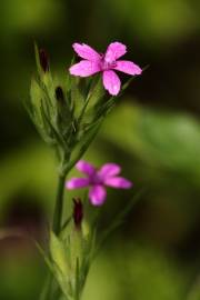 Fotografia da espécie Dianthus armeria subesp. armeria