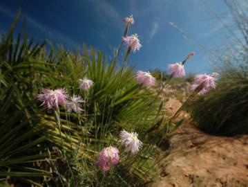 Fotografia da espécie Dianthus broteri