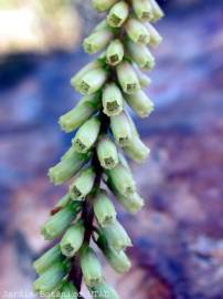 Fotografia da espécie Umbilicus heylandianus