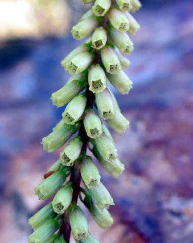 Fotografia de capa Umbilicus heylandianus - do Jardim Botânico