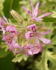 Fotografia da espécie Pelargonium odoratissimum