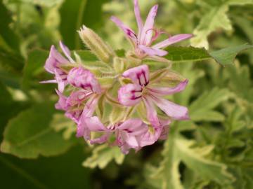 Fotografia da espécie Pelargonium odoratissimum