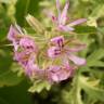 Fotografia 1 da espécie Pelargonium odoratissimum do Jardim Botânico UTAD