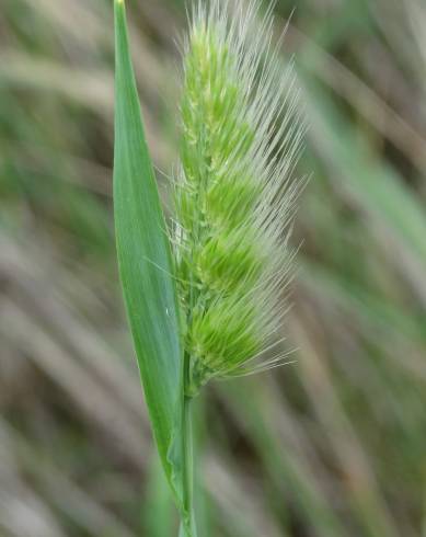 Fotografia de capa Cynosurus echinatus - do Jardim Botânico