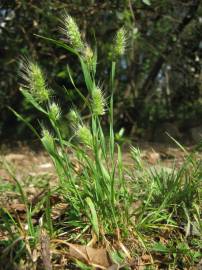 Fotografia da espécie Cynosurus echinatus