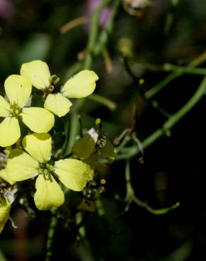 Fotografia 1 da espécie Coincya monensis subesp. cheiranthos var. cheiranthos no Jardim Botânico UTAD