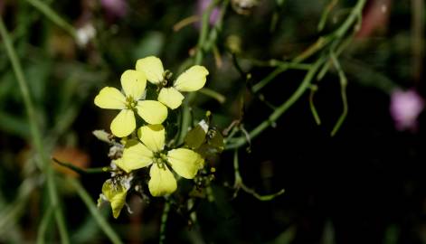 Fotografia da espécie Coincya monensis subesp. cheiranthos var. cheiranthos