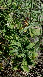 Fotografia da espécie Coincya monensis subesp. cheiranthos var. cheiranthos