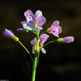 Fotografia da espécie Cardamine pratensis subesp. pratensis