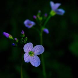 Fotografia da espécie Cardamine pratensis subesp. pratensis