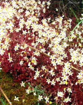 Fotografia 3 da espécie Saxifraga fragosoi no Jardim Botânico UTAD