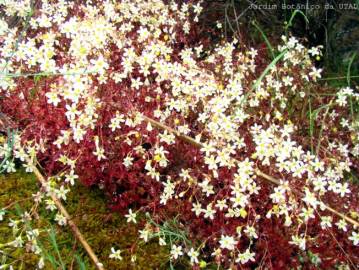 Fotografia da espécie Saxifraga fragosoi