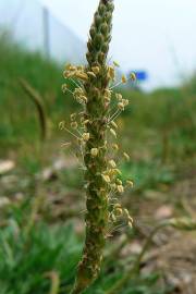 Fotografia da espécie Plantago coronopus subesp. coronopus