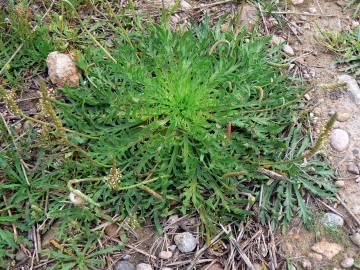 Fotografia da espécie Plantago coronopus subesp. coronopus