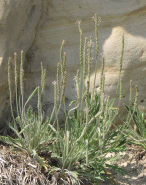 Fotografia 5 da espécie Plantago coronopus subesp. coronopus no Jardim Botânico UTAD