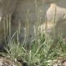 Fotografia 5 da espécie Plantago coronopus subesp. coronopus do Jardim Botânico UTAD