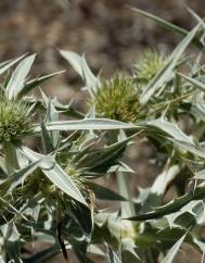 Eryngium campestre