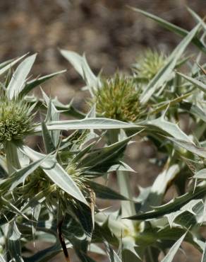 Fotografia 1 da espécie Eryngium campestre no Jardim Botânico UTAD