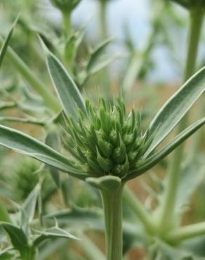 Fotografia 5 da espécie Eryngium campestre no Jardim Botânico UTAD