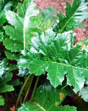 Fotografia 4 da espécie Acanthus mollis no Jardim Botânico UTAD