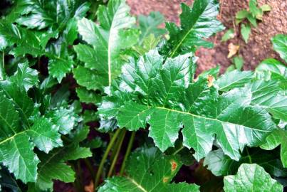 Fotografia da espécie Acanthus mollis