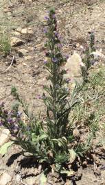 Fotografia da espécie Echium tuberculatum