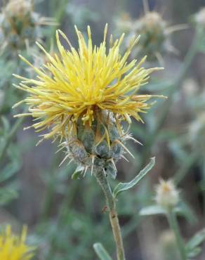 Fotografia 1 da espécie Centaurea ornata no Jardim Botânico UTAD