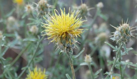 Fotografia da espécie Centaurea ornata