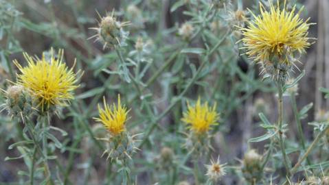 Fotografia da espécie Centaurea ornata